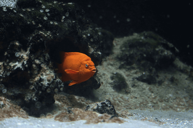 Påkrevd habitat