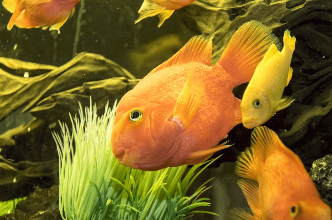 Garibaldi og annen fisk