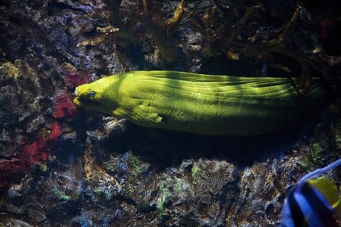 Grønn Moray Eel