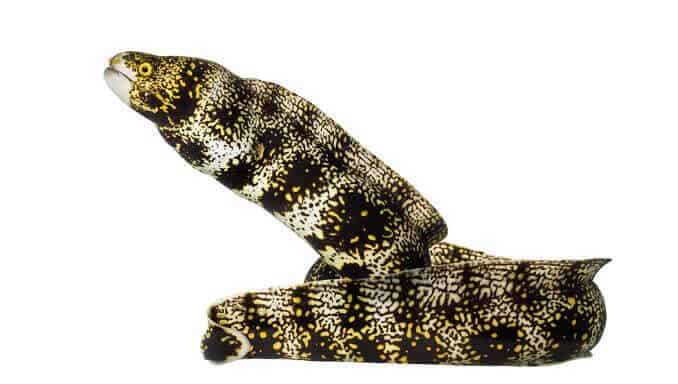 Snøfnugg Moray Eel