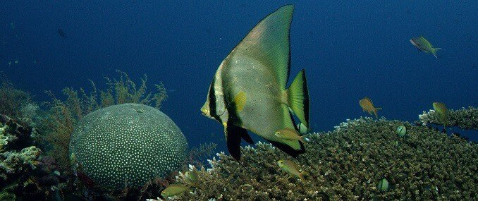 Pinnatus flaggfisk
