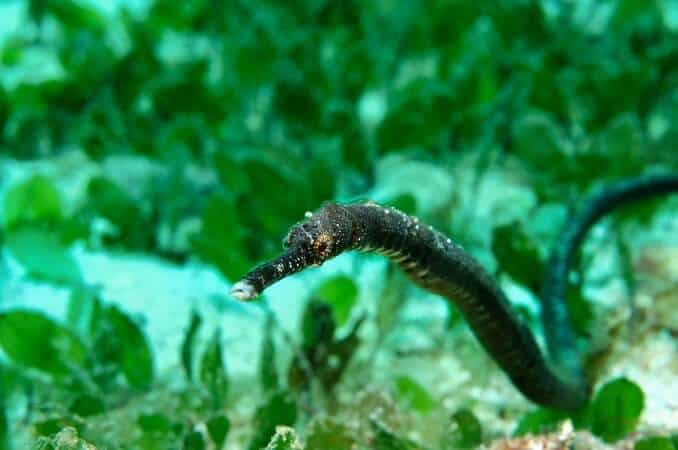 Pipefish: The Complete Care, Diet, Habitat and Species Guide