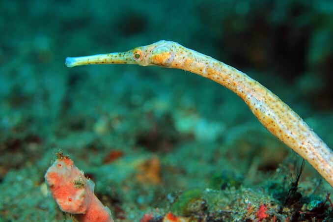 Pipefish Arter