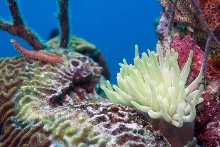 Bristle Worm on Coral