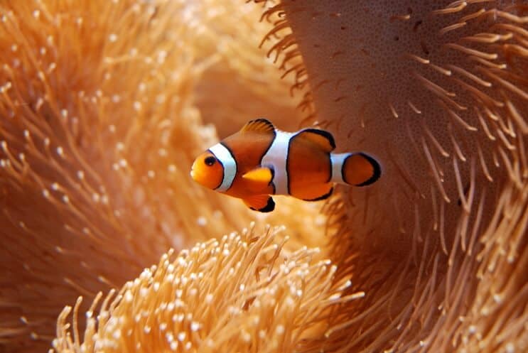 Klovnefisk med anemone