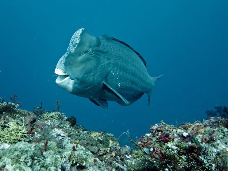 Humphead papegøyefisk
