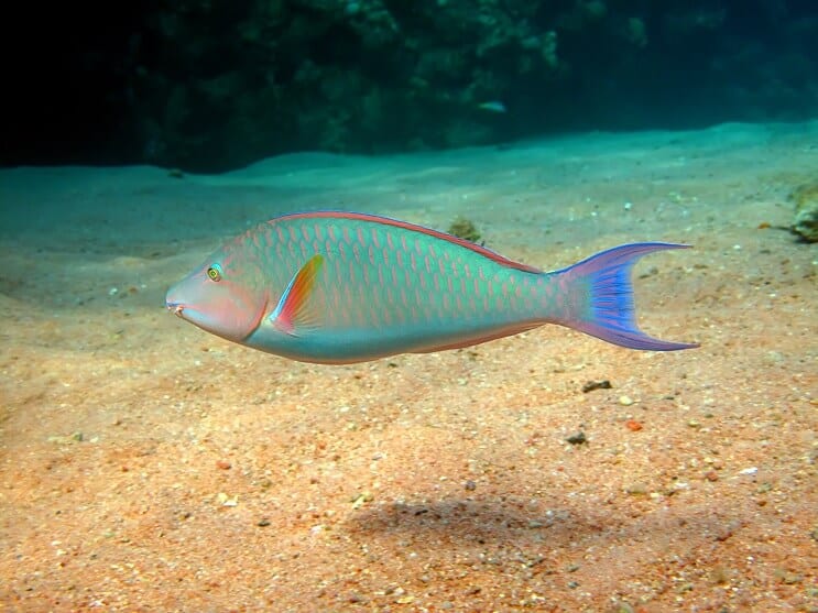 Papegøyefisk
